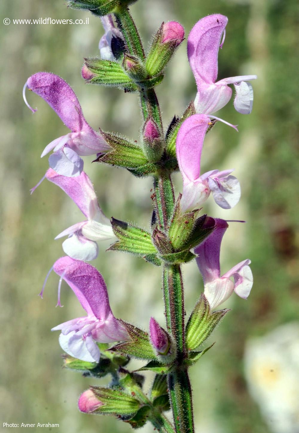 Salvia hierosolymitana